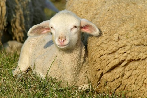 Merino sheep, lamb