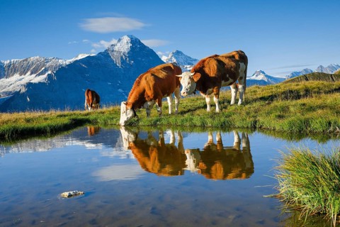 Simmental cattle off Eiger and Jungfrau, Bernese Oberland, Switzerland, Europe