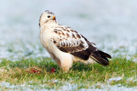 Common Buzzard, with white plumage, Lower Saxony, Germany (Buteo buteo)