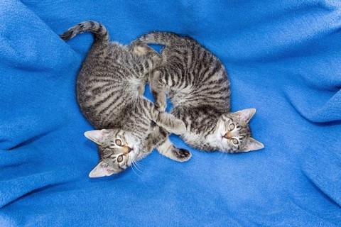House cats, kittens, tabby