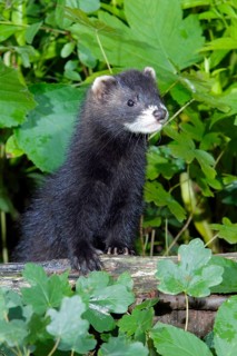 Young Polecat, Lower Saxony, Germany (Mustela putorious)