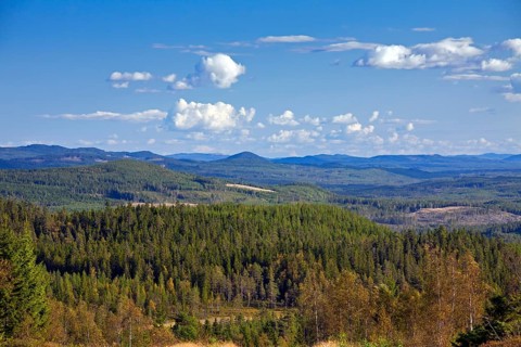 Coniferous forest with Scots (Pinus sylvestris) Pines, Dalarna, Sweden, Europe