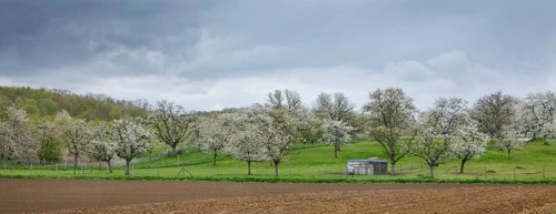 Orchard with flowering wild cherry (Prunus avium) in spring, Haspengouw, Belgium, Europe