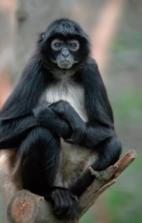 Black-handed Geoffroy's spider monkey (Ateles geoffroyi)