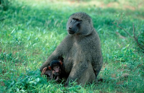 Anubis Baboons (Papio anubis), female with young, Samburu game reserve, Kenya (Papio cynocephalus