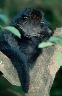 Bear-cat (Arctictis binturong)