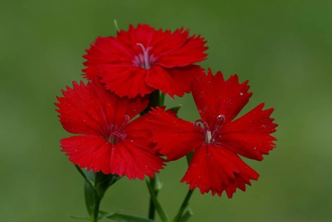 Sweet William (Dianthus barbatus), sweet william, flowers, garden plants Carnation family