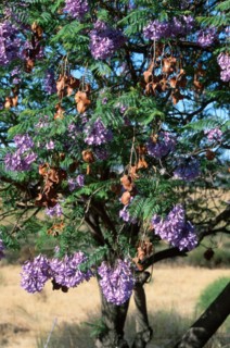 Blue Jacaranda (Jacaranda mimosifolia)
