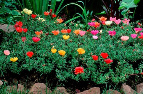 Moss roses, moss-rose purslane (Portulaca grandiflora)