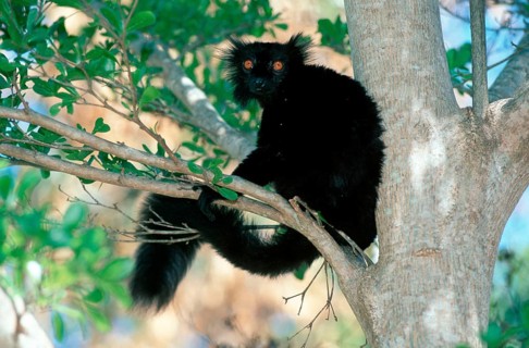 Black Lemur, male, Madagascar (Lemur macaco), Mohrenmaki, maennlich, Madagaskar /