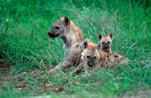 Spotted hyenas (Crocuta crocuta), female with cubs, Kruger National Park, South Africa, spotted