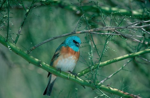 Lazuli bunting (Passerina amoena), Sonora Desert, Arizona, USA, Lazuli Bunting, Sonora Desert,