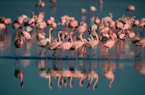 Lesser Flamingos (Phoeniconaias minor) at lake Nakuru, Nakuru national park, Kenya, Africa