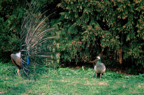 Indian peafowl (Pavo cristatus), pair, courtship display