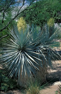 Blooming Blue Yuccas (Yucca rigida), USA, North America