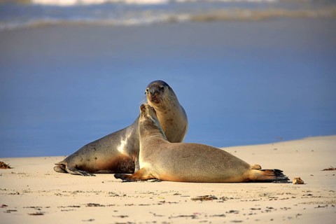 Australian Sea Lions (Neophoca cinerea), female with young, Kangaroo Island, South Australia