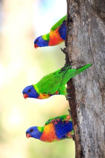 Swainson's lorikeet (Trichoglossus haematodus moluccanus), Australia, Oceania