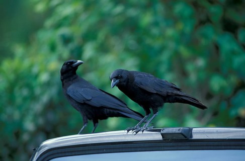 Fish crows (Corvus ossifragus), Florida, Fish crow, Crow, USA, North America