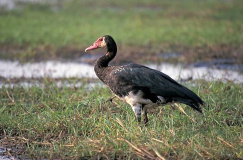 Spur-winged Goose (Plectropterus gambensis), spur-winged goose, Page, Botswana, Africa