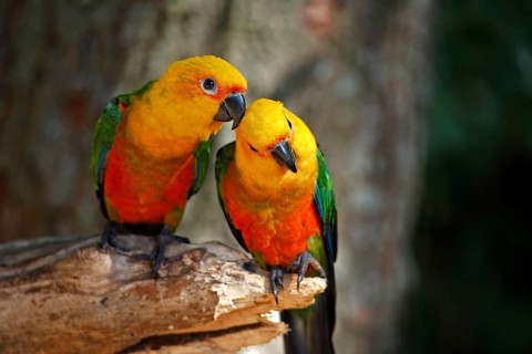 Yellow-headed parakeets, Pantanal (Aratinga auricapilla jandaya), Brazil, South America
