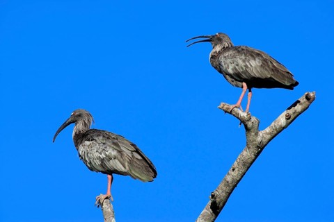 Plumberus plumbeous ibis (Theristicus caerulescens), pair, Pantanal, Brazil, South America