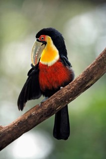 Red-breasted toucan, green-billed toucan (Ramphastos dicolorus), Brazil, South America