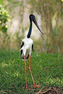 Black-necked stork (Ephippiorhynchus asiaticus), male (Xenorhynchus asiaticus), Indian Great Stork,
