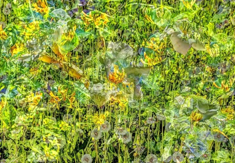 Common dandelion (Taraxacum), oil painting-like shot, diverse flowers, yellow and white flowers