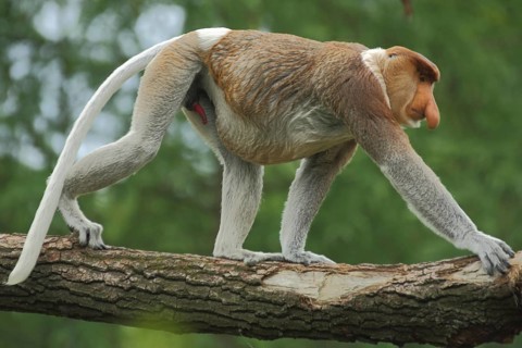 Proboscis monkey (Nasalis larvatus), adult, male, captive