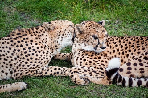 Two cheetahs (Acinonyx jubatus) in the grass, resting, cuddling, captive