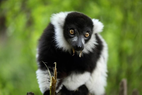Black-and-white ruffed lemur (Varecia variegata), portrait, adult, feeding, food, mouth, captive