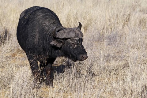 Cape buffalo (Syncerus caffer), adult male in tall dry grass, feeding on grass, savanna, Mahango
