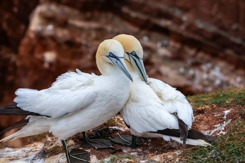 Northern gannet (Morus bassanus), Helgoland Cliff, Helgoland High Seas Island, nests, chicks, North