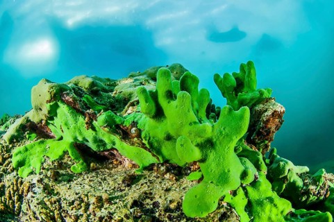 Endemic sponge (Lubomirskia baicalensis), Lake Baikal, Olkhon Island, Pribaikalsky National Park,