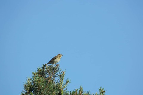 Tree pipit (Anthus trivialis) sitting in tree crown, Grainberg-Kalbenstein, Karlstadter