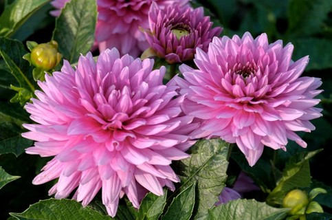 Pink dahlias (Dahlia), North Rhine-Westphalia, Germany, Europe