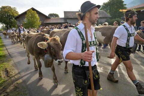 16. 09. 2022. Almabtrieb, cattle seperation in Thalkirchdorf, Markt Oberstaufen, Allgäu, Bavaria,