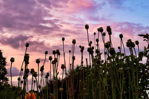 Poppy (Papaver) faded poppy field, evening sky, backlight, Claude Monet garden in summer, Giverny,