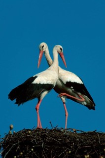 White Storks (Ciconia ciconia), pair, Germany, side, Europe