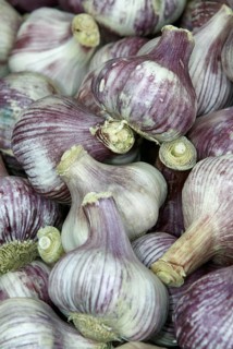 Garlic Bulbs (Allium sativum)