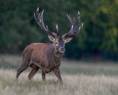 Red deer (Cervus elaphus), with mud in antlers after wallowing running in a meadow, rutting,