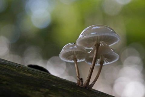 Porcelain fungi (Oudemansiella mucida), Emsland, Lower Saxony, Germany, Europe