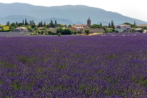 Lavender field, flowering true lavender (Lavandula angustifolia), Puimoisson, Plateau de Valensole,