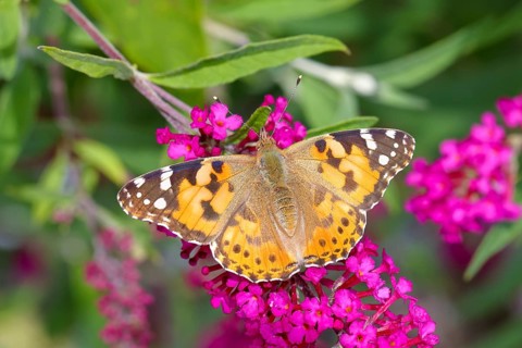 Painted lady (Vanessa cardui) sucking nectar on butterfly bush (Buddleja davidii), Neunkirchen im