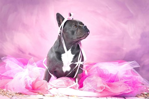Black French Bulldog dog in pink tutu skirt with party streamers