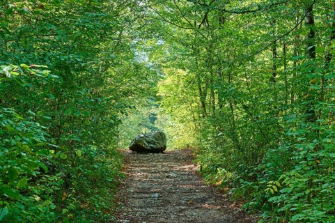 Forest trail, Rock, Summer, Rakov Skocjan valley, Cerknica, Carniola, Slovenia, Europe