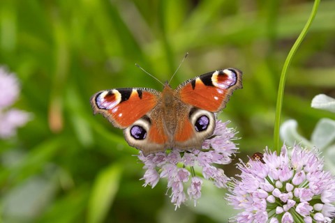 Peacock butterfly (Aglais io) adult feeding on a garden flower, Norfolk, England, United Kingdom,