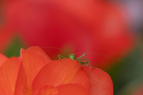 Speckled bush cricket (Leptophyes punctatissima) adult on a garden rose flower, Suffolk, England,