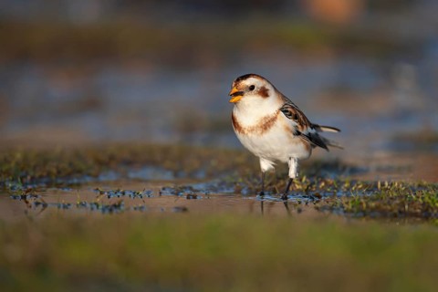 Snow bunting (Plectrophenax nivalis) adult bird drinking from a shallow puddle on a saltmarsh,