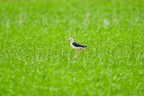 Black-winged stilt (Himantopus himantopus) walking in a rice field, Spain, Europe